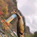 袋田の滝の写真_470363
