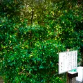 息栖神社の写真_470371