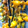 花市場の写真_470552