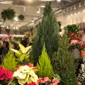 花市場の写真_470558