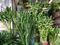 花市場の写真_470559