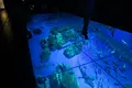 DMMかりゆし水族館の写真_471134