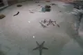 DMMかりゆし水族館の写真_471135