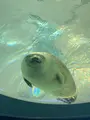 海遊館の写真_471576