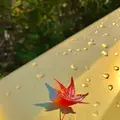 大聖院の写真_472167