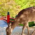 紅葉谷公園の写真_472185