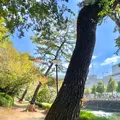 三之丸跡 堀之内公園の写真_472546