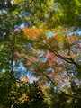 瑠璃光院の写真_473074