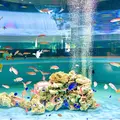 宮島水族館 みやじマリンの写真_473804