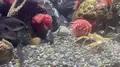 沼津港深海水族館の写真_473970