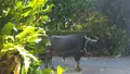 ビオスの丘の写真_474477