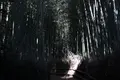 嵐山 竹林の小径の写真_475198