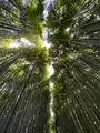 嵐山 竹林の小径の写真_475199