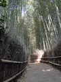 嵐山 竹林の小径の写真_475200