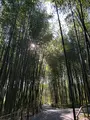 嵐山 竹林の小径の写真_475201