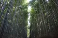 嵐山 竹林の小径の写真_475203