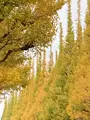 明治神宮外苑いちょう並木の写真_476048