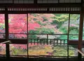 瑠璃光院の写真_477083