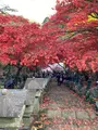 大山寺の写真_477330