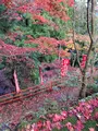 大山寺の写真_477334