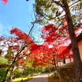 二尊院の写真_477810