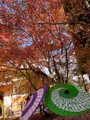 勝林寺の写真_478417
