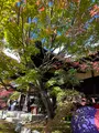 勝林寺の写真_478420