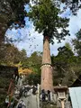 由岐神社の写真_478909