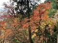 鞍馬寺の写真_478914