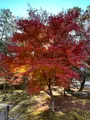 南禅寺の写真_479036