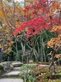 天授庵の写真_479057