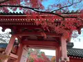 真如堂（真正極楽寺）の写真_479095