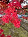 真如堂（真正極楽寺）の写真_479096