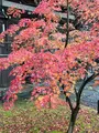 真如堂（真正極楽寺）の写真_479099