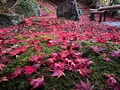 栄摂院の写真_479103