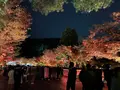 永観堂（禅林寺）の写真_479121