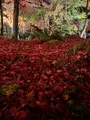 永観堂（禅林寺）の写真_479124