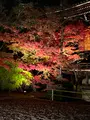 永観堂（禅林寺）の写真_479127