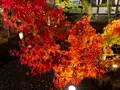 永観堂（禅林寺）の写真_479129