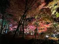 永観堂（禅林寺）の写真_479133