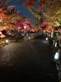 永観堂（禅林寺）の写真_479134