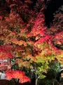 永観堂（禅林寺）の写真_479135