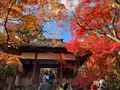 常寂光寺の写真_479155