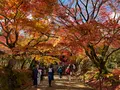常寂光寺の写真_479158