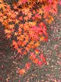 常寂光寺の写真_479163