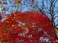 常寂光寺の写真_479169