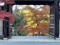 二尊院の写真_479173