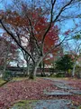 二尊院の写真_479181