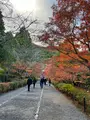 二尊院の写真_479182