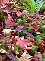 宝筐院の写真_479190